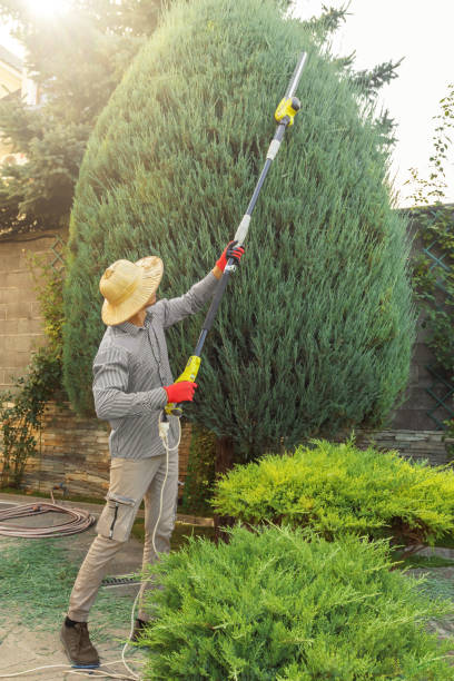 The Steps Involved in Our Tree Care Process in Dulles Town Center, VA